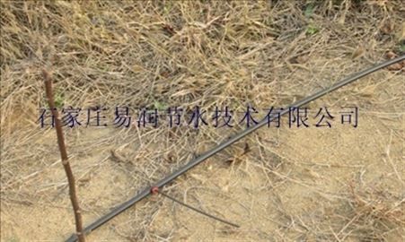 米易县果园节水灌溉/小管出流/甜杏滴灌技术